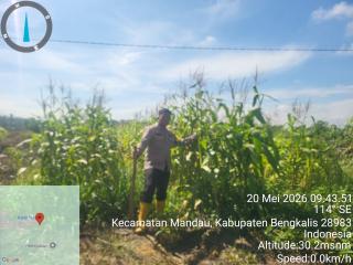 Polsek Mandau dan Petani Air Kulim Bersinergi Wujudkan Swasembada Pangan melalui Penanaman Jagung